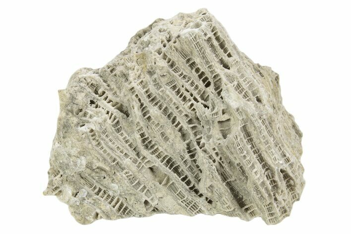 Silurian Dolostone w/ Sparkling Fossil Coral (Fletcheria) - Ohio #336612